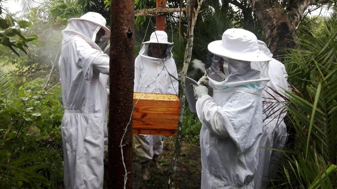 Beehive And Agricultural Cooperative In Gazini