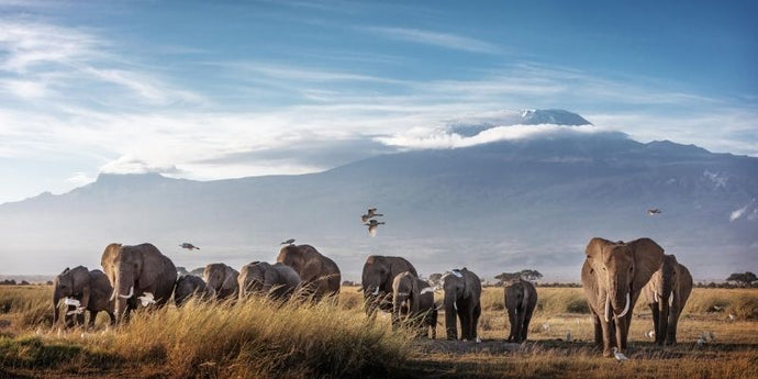 Atherstone’s under-threat elephants relocated to Buffalokloof And Mount Camdeboo Reserves in the Karoo